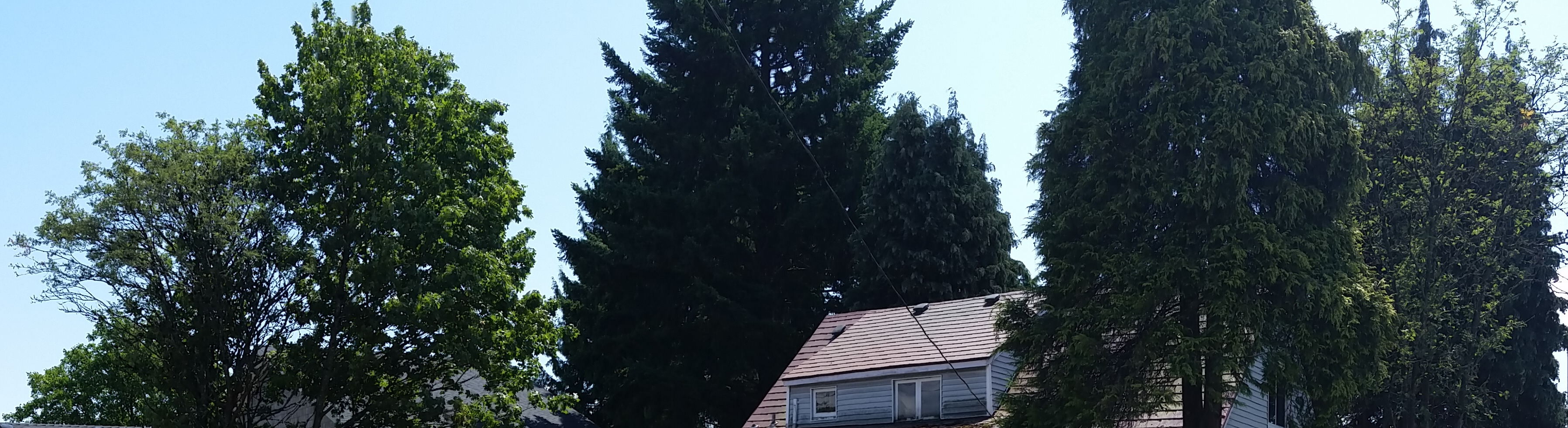 Tree Bylaw Patrick Johnstone