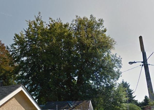 The now-gone tree in 2011, looking pretty happy. (ripped from Google Street View, no permission requested)