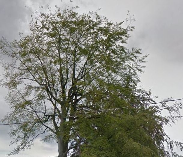 The same tree in June, 2016, looking sparse and lob-sided at a time of year when it should be in fill bloom. (also ripped from Google Street View)