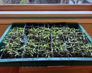 A tray of tomato seedlings, about two weeks old.